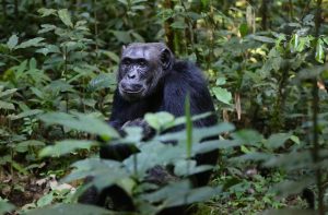 14-Days Gorilla And Wildlife safari