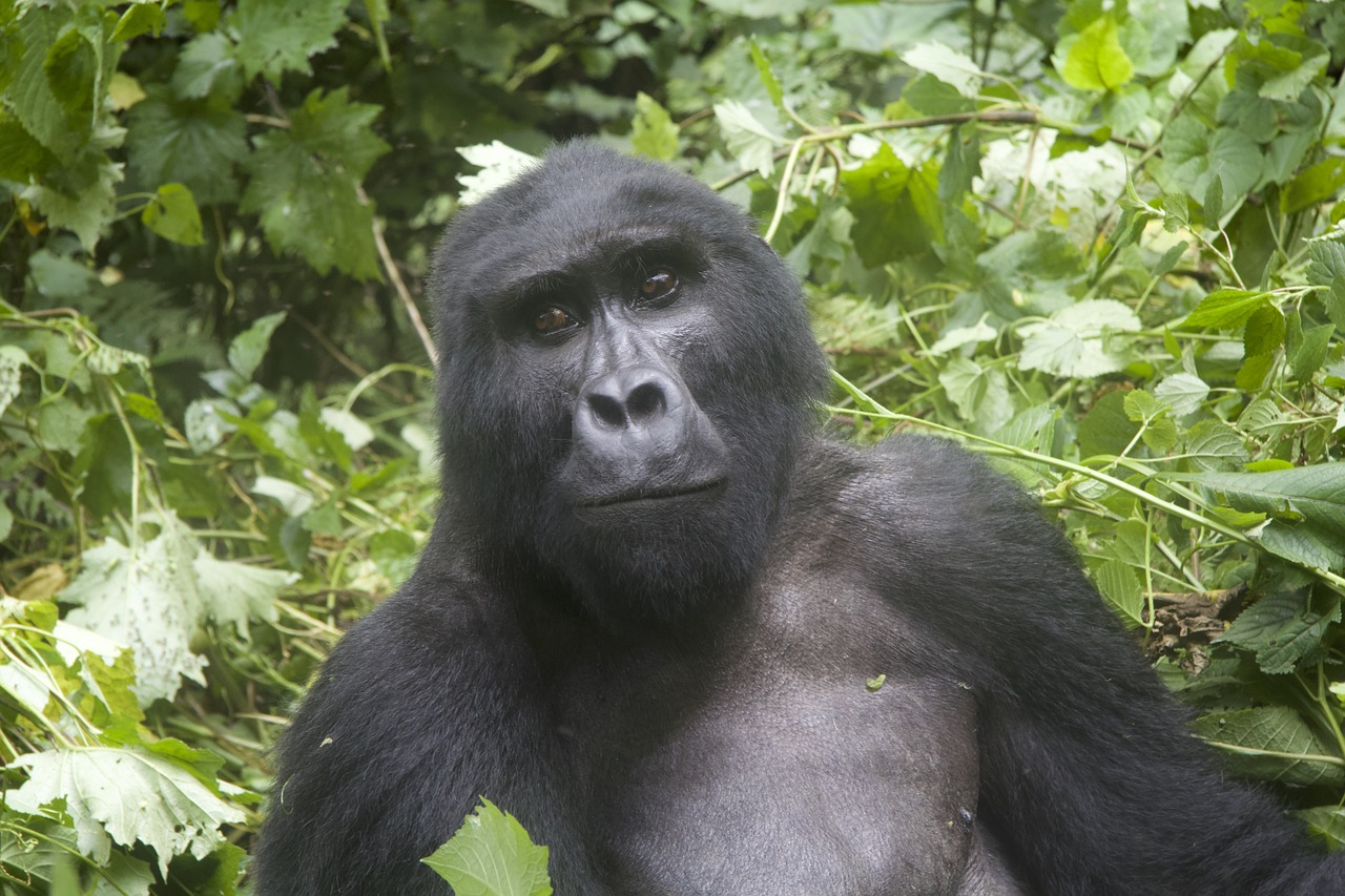 6-Day Gorilla Trekking Uganda and Rwanda