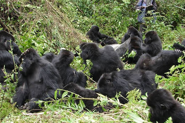 10 Day Bwindi Gorilla Trek