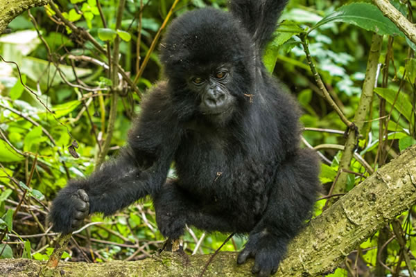 8 Day Luxury Gorilla Safari from Kigali