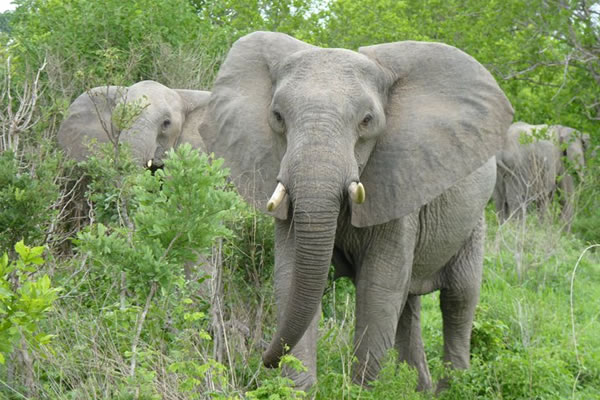 Explore Uganda Safari