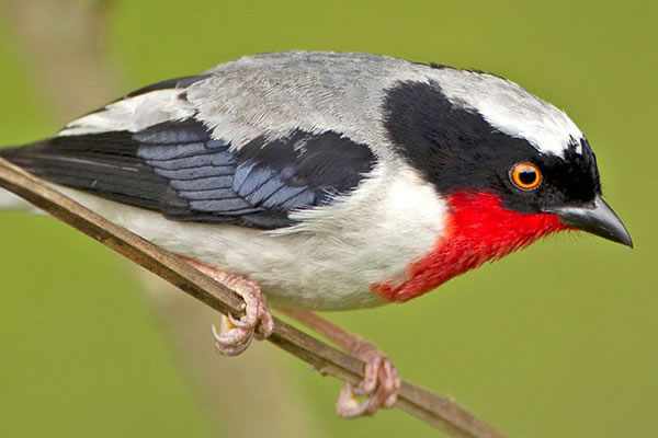 5 Day Birding Safari in Murchison Falls