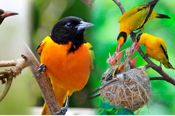 7 Day Uganda Birding Safari
