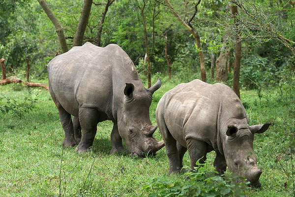 14 Day Visit Rwanda & Uganda