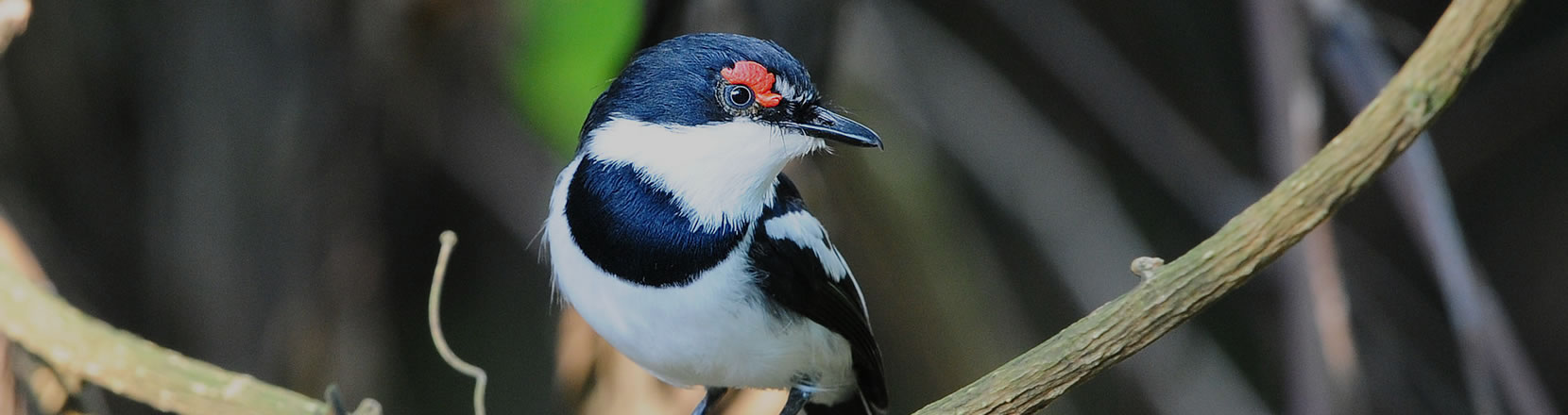 Birdwatching in Uganda -