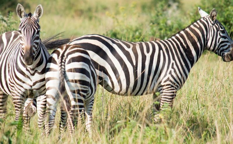 21 Day Uganda Wildlife Safari