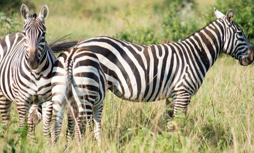 21 Day Uganda Wildlife Safari