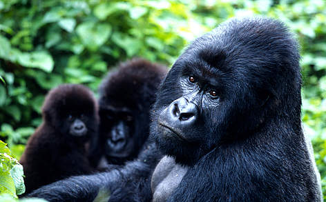5 Day Gorilla and Game Viewing Safari