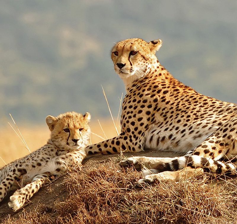 8 Days Kidepo Valley And Murchison Wildlife Safari