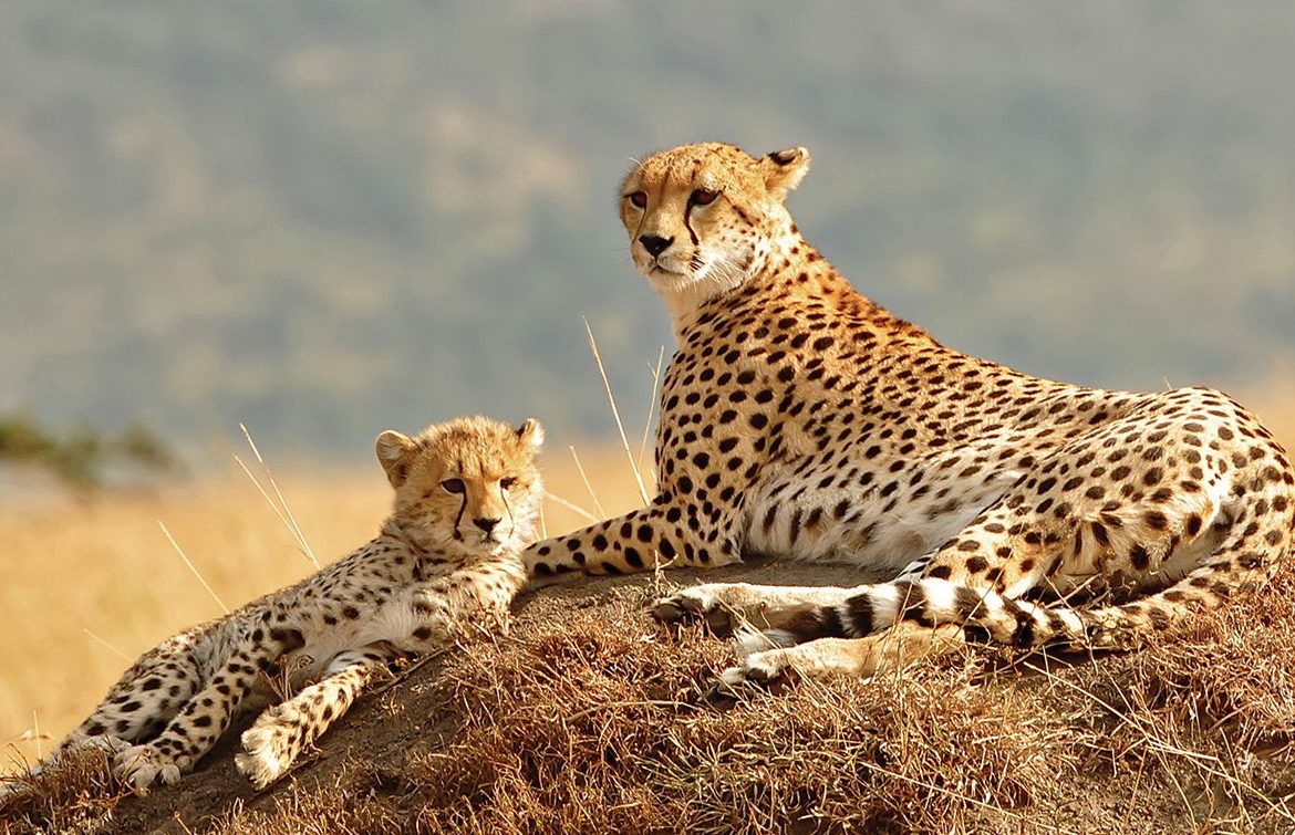 8 Days Kidepo Valley And Murchison Wildlife Safari
