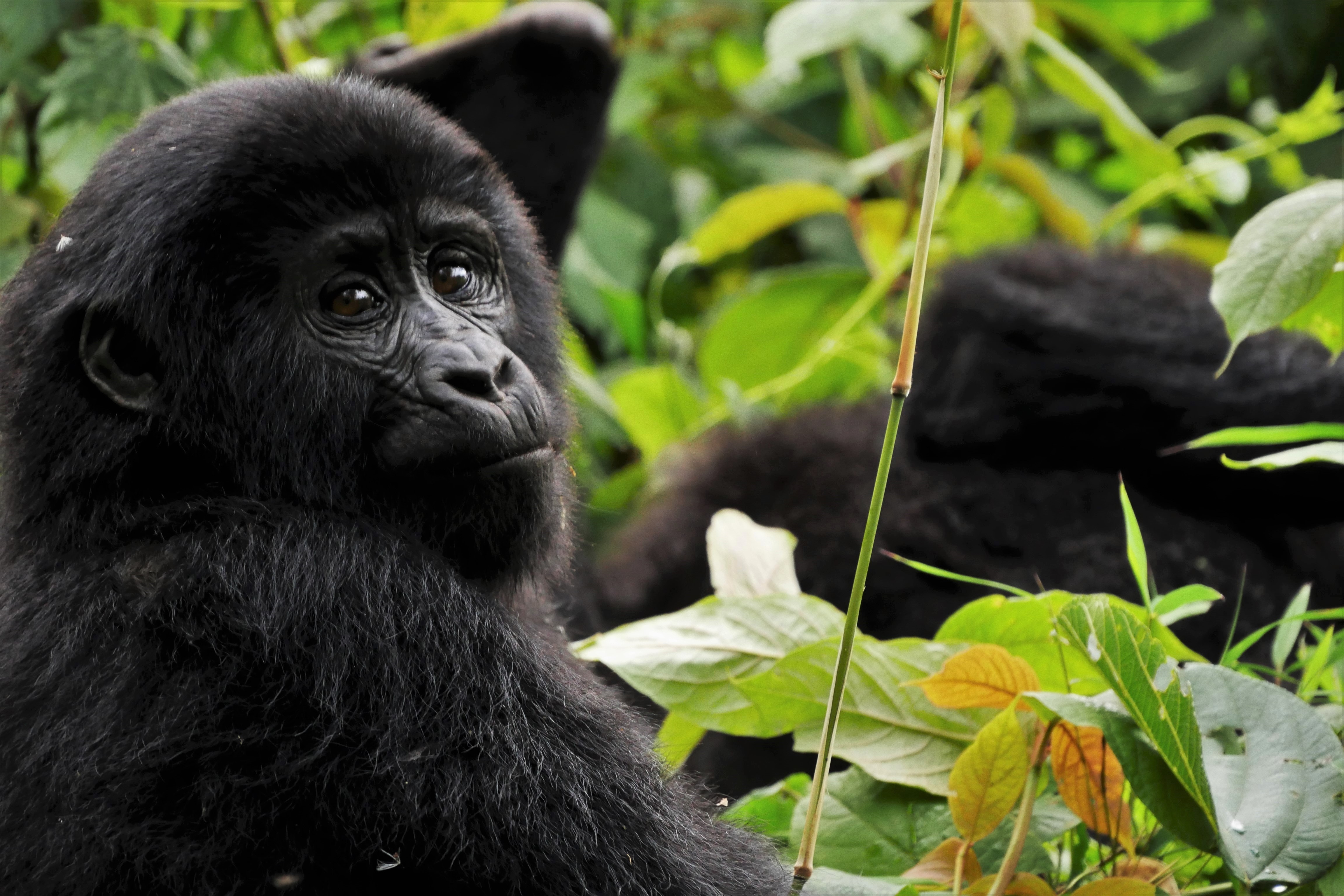 3-day gorilla trekking tour