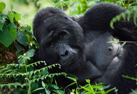 10 Days Gorilla Safari - Gorilla Trekking in Uganda