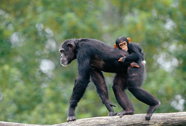15 Day Best of Uganda Safari