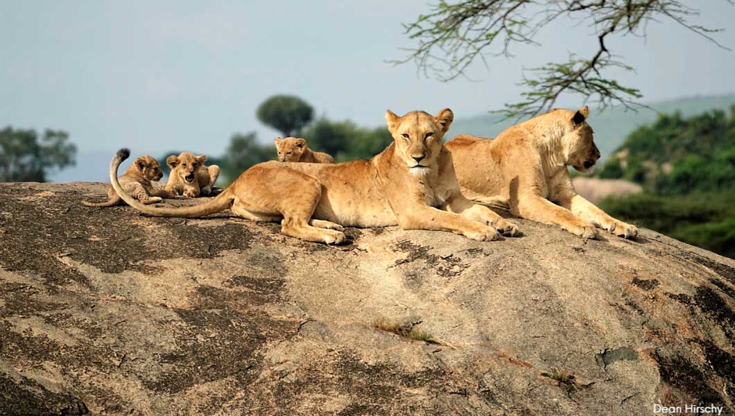 Lion Tracking In Uganda - Top Uganda tours and Safaris