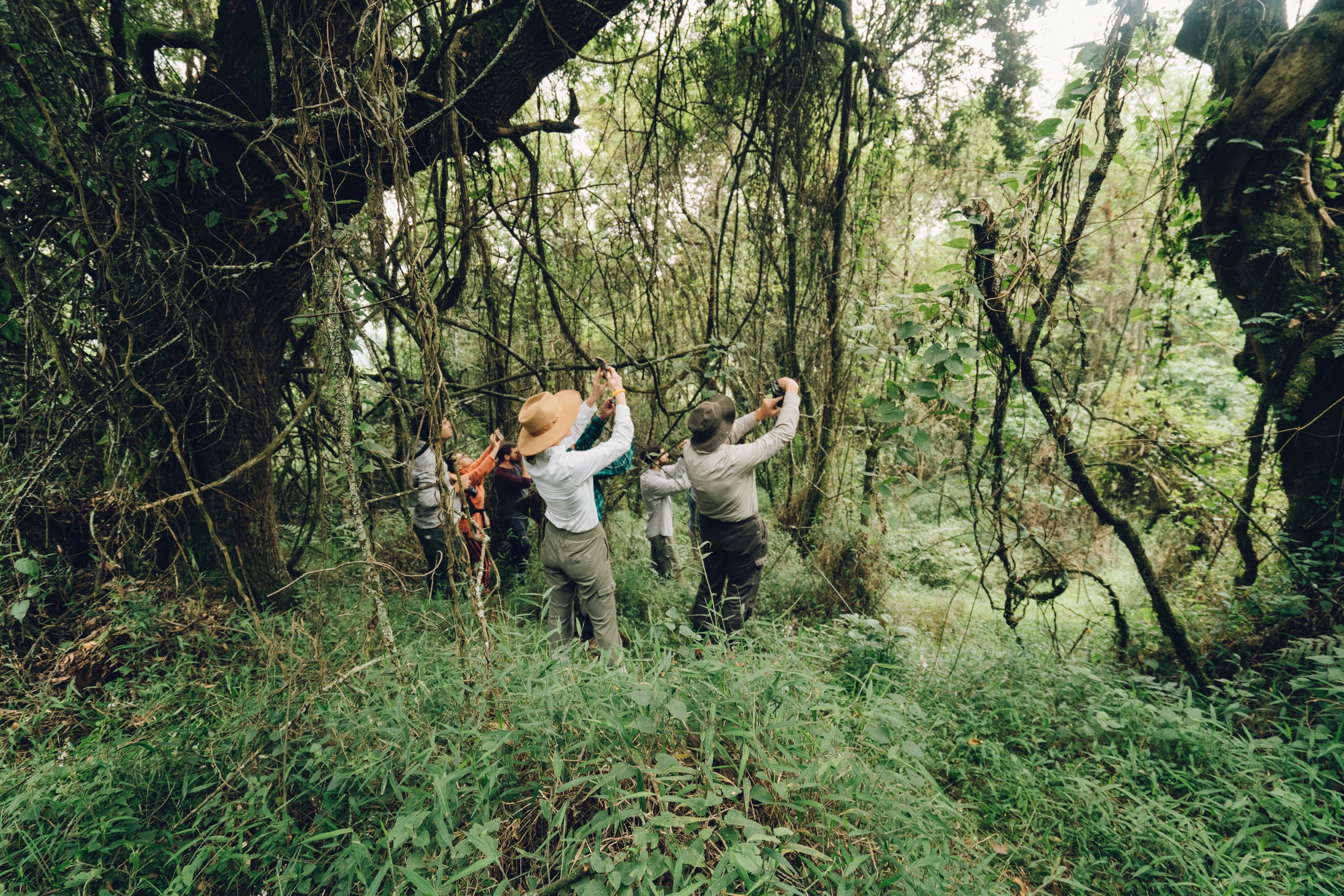 Gorilla tours and Safaris