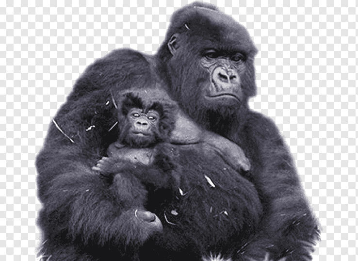 Gorilla tours - Gorilla trekking tours Uganda