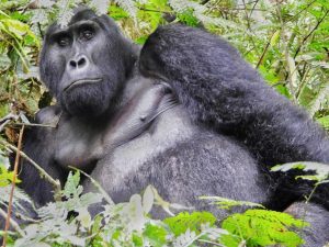 3-Day Gorilla Trekking Uganda safari