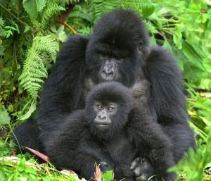 Mgahinga Gorilla National Park