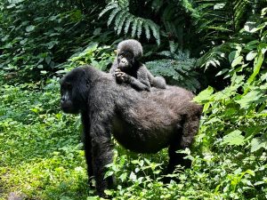 Bwindi Impenetrable National Park