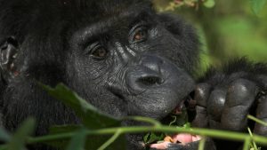 Volcanoes National park Rwanda