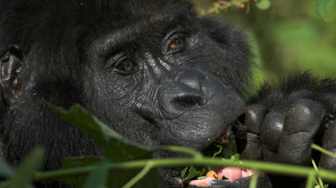 Uganda gorillas Volcanoes National park Rwanda - Rwanda vs Uganda Gorilla Trekking