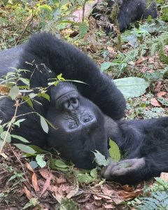 Mgahinga Forest National Park