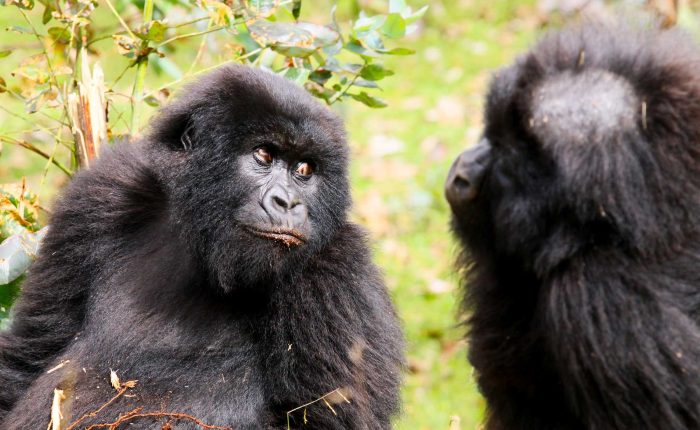 3-Day Gorilla Trekking Uganda