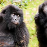 3-Day Gorilla Trekking Uganda