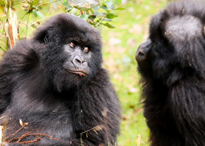 3-Day Gorilla Trekking Uganda
