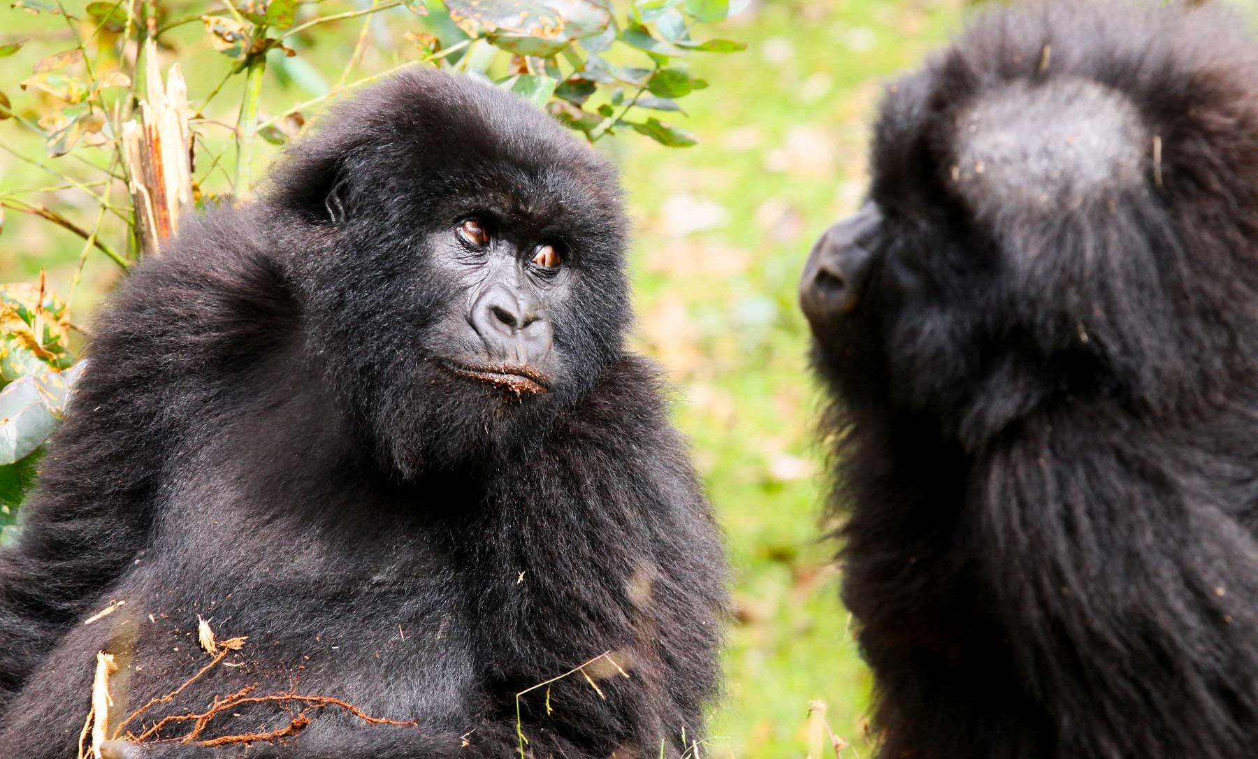 3-Day Gorilla Trekking Uganda