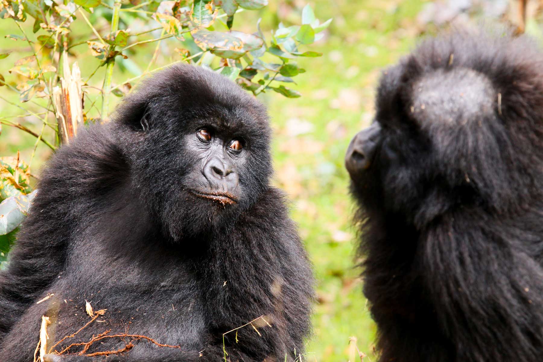 3-Day Gorilla Trekking Uganda