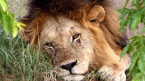 5-Day Gorilla and Game-viewing Uganda