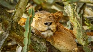 6-Day Big Five Uganda Family Tour 