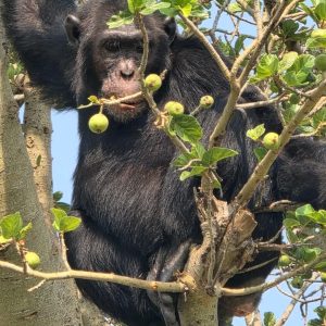 Kibale National Park