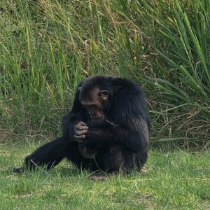 Kibale national park