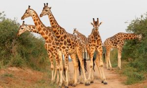 10-day Uganda Family Adventure Holiday