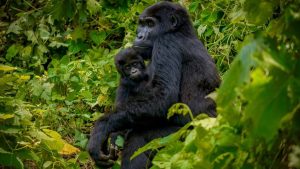 7-Day Uganda Family-Friendly Gorilla Trekking Tour - Gorilla Habituation Experience Uganda