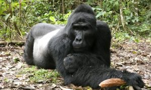 Gorilla trekking Uganda - Gorilla and Chimpanzee Trekking Permit Refund Policy