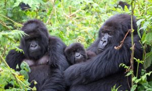 mountain gorillas in Uganda - Gorilla Habituation Experience Uganda